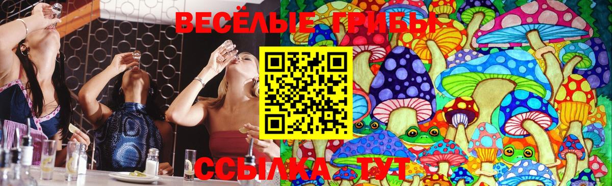 Псилоцибиновые грибы Psilocybe  Вход с VPN  Камень-на-Оби 